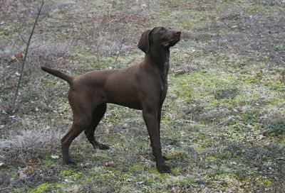 Dog standing on grassy field