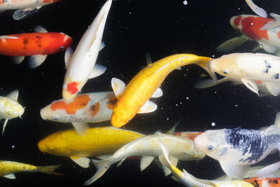 Close-up of koi fish in sea