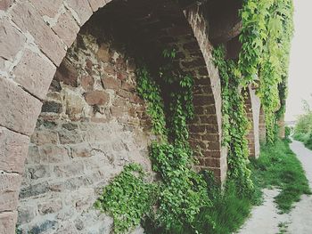 Ivy growing on wall of old building