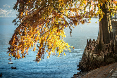 Scenic view of tree by lake against sky