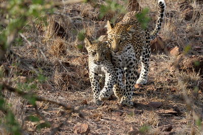 View of leopard with cub walking side by side