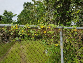 Plants growing by fence against sky