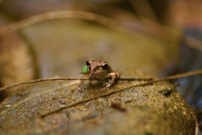 Close-up of frog on leaf