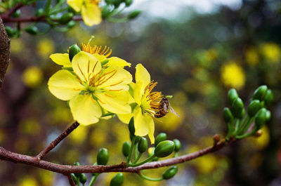 Close-up of bee on yellow flower