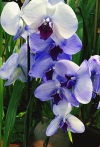 Close-up of purple flowering plant