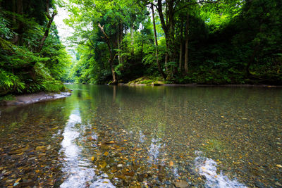 Scenic view of river amidst trees in forest