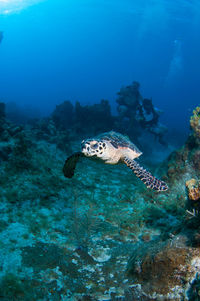 Turtle swimming towards camera with two people in background