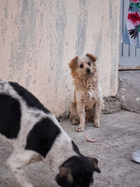 Dog on footpath in city