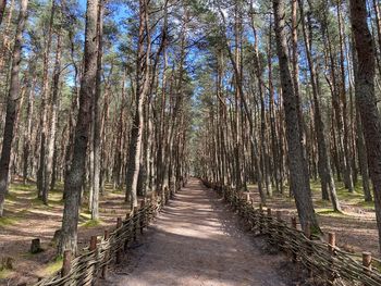 Footpath amidst trees in forest