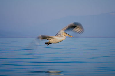 Bird flying over lake