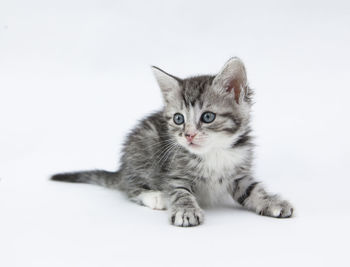 Portrait of cat against white background