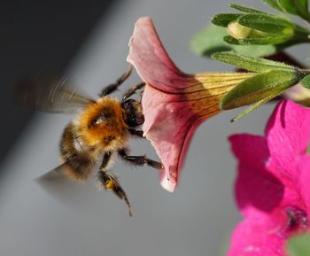 Close-up of bee on flower