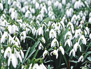 Close-up of white flowers blooming outdoors