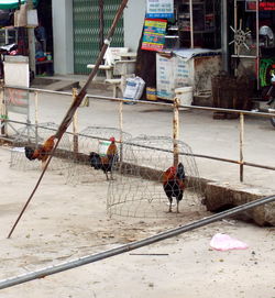 Roosters in wire cages - vietnam