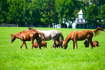 Horses grazing on a kentucky horse farm