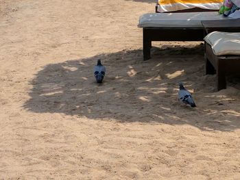 High angle view of dog sitting on sand