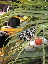 Close-up of butterfly on plant