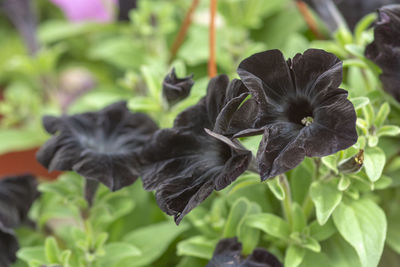 Close-up of black flower on plant