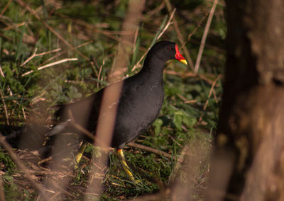 Moorhen on grassy field