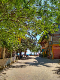 Street amidst trees and plants in city