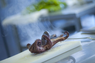 Close-up of turtle on metal