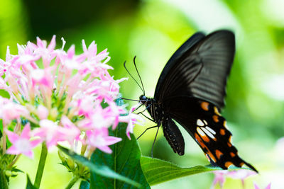 Close-up of butterfly pollinating on purple flower