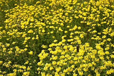 Full frame shot of yellow flowering plants