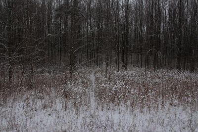 Bare trees in forest during winter