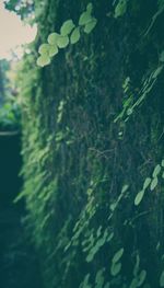 Close-up of plants against blurred background