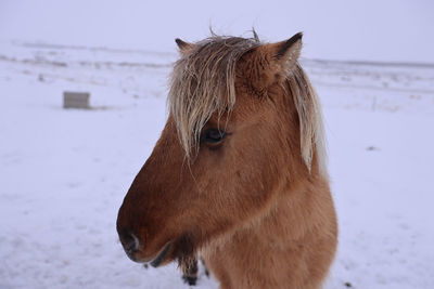 Close-up of a horse on snow covered field