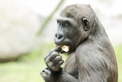 Close-up of man eating food in zoo