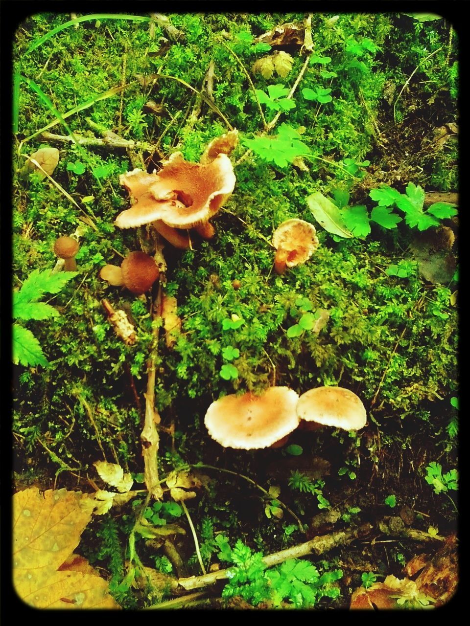 transfer print, growth, auto post production filter, mushroom, green color, fungus, grass, high angle view, field, nature, leaf, freshness, plant, vegetable, day, beauty in nature, food and drink, close-up, fragility, no people