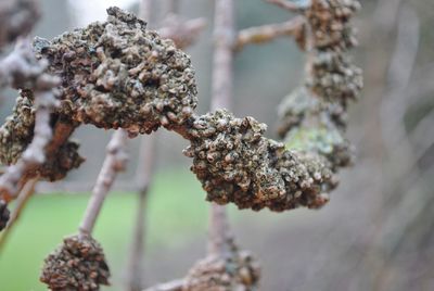 Close-up of snow on plant