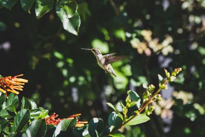 Bird flying in a plant