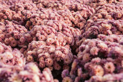 Full frame shot of pink flowers