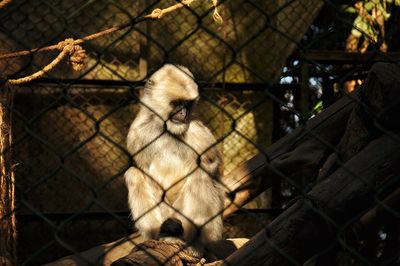 Monkeys in a zoo