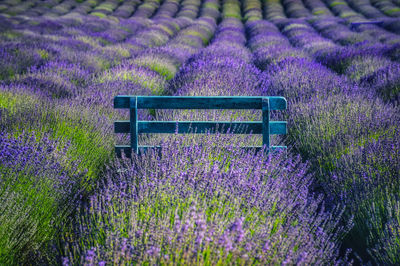 Purple flowering plants on field