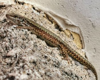 Close-up of insect on wall