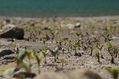 Surface level of plants