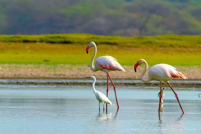 Birds drinking water in a lake