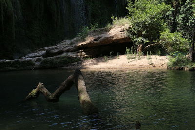 Driftwood in river against trees in forest