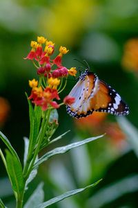 Close-up of butterfly pollinating on flower
