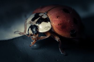 Close-up of insect