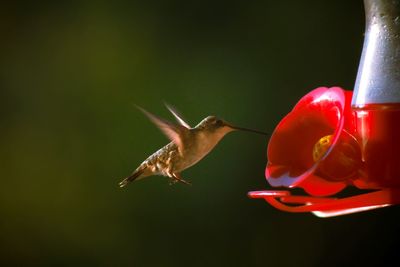 Close-up of bird flying