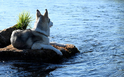 View of a lion in the sea