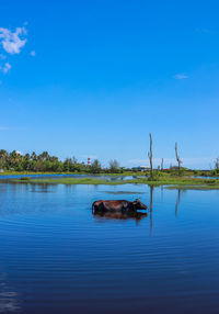 Scenic view of lake against blue sky