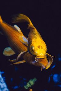 Close-up of fish swimming in aquarium