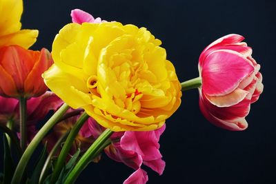 Close-up of pink roses against black background
