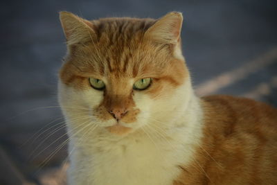 Close-up portrait of ginger cat