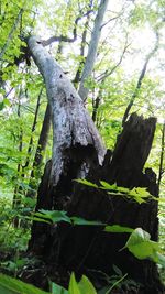 Trees in forest